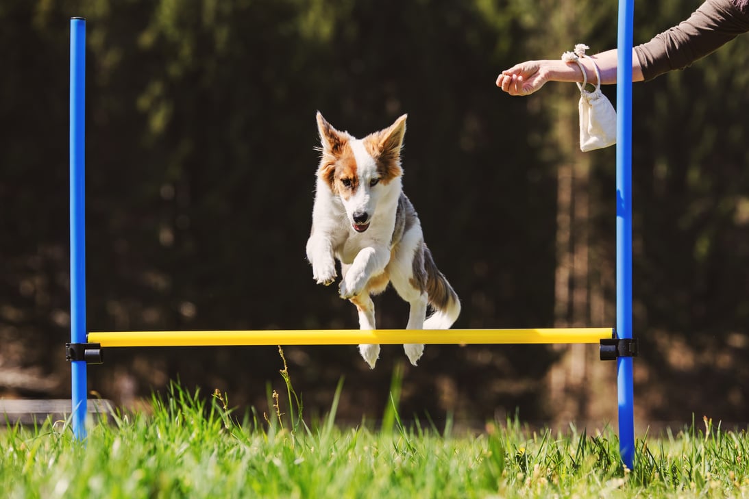 Dog Agility Training 