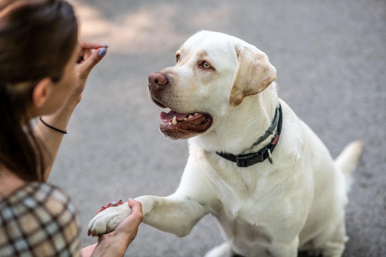 Woman holding a dog treat to train her dog