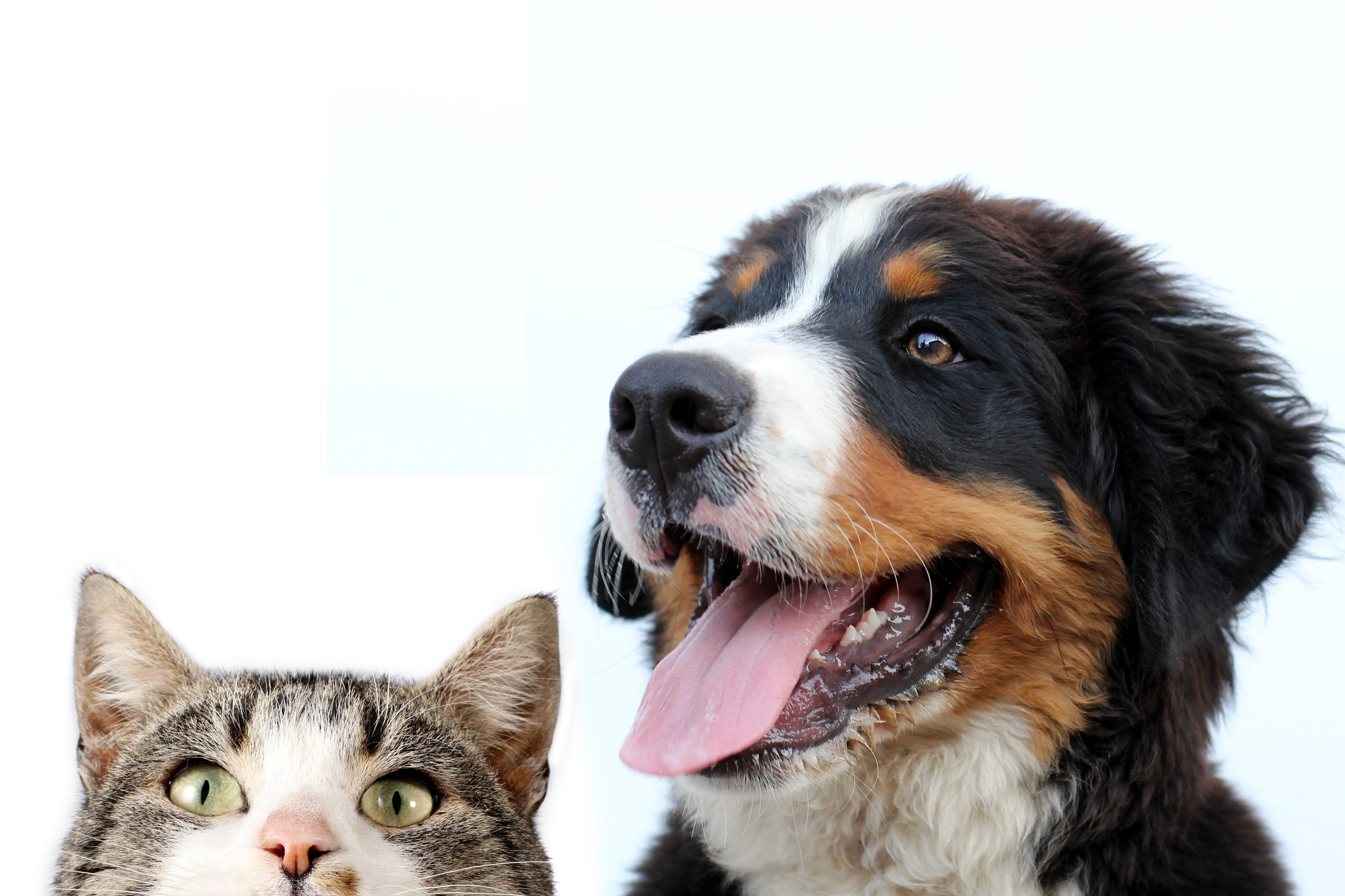 Bernese mountain dog and cat