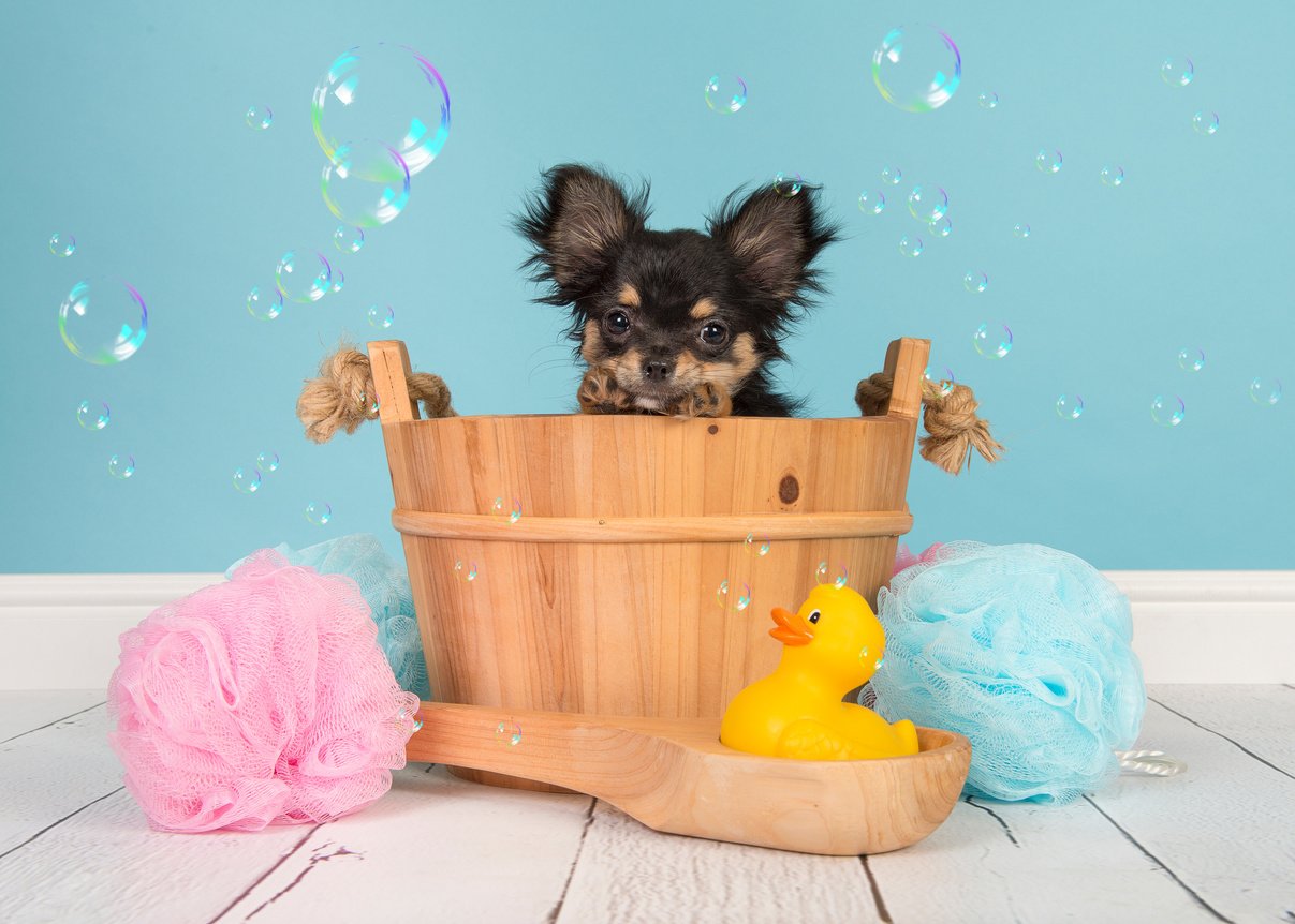 Chihuahua Puppy in a Sauna Bucket