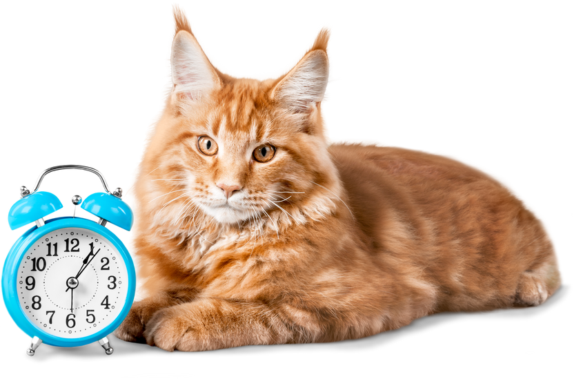 Ginger Cat with an Alarm Clock