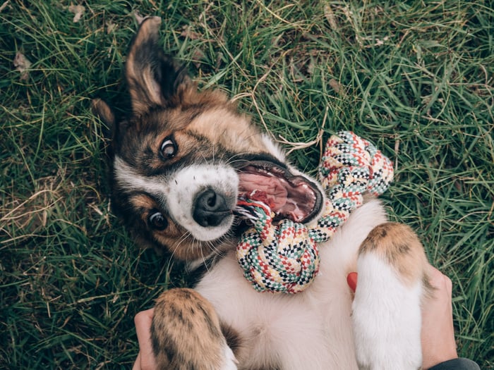 Young dog playing