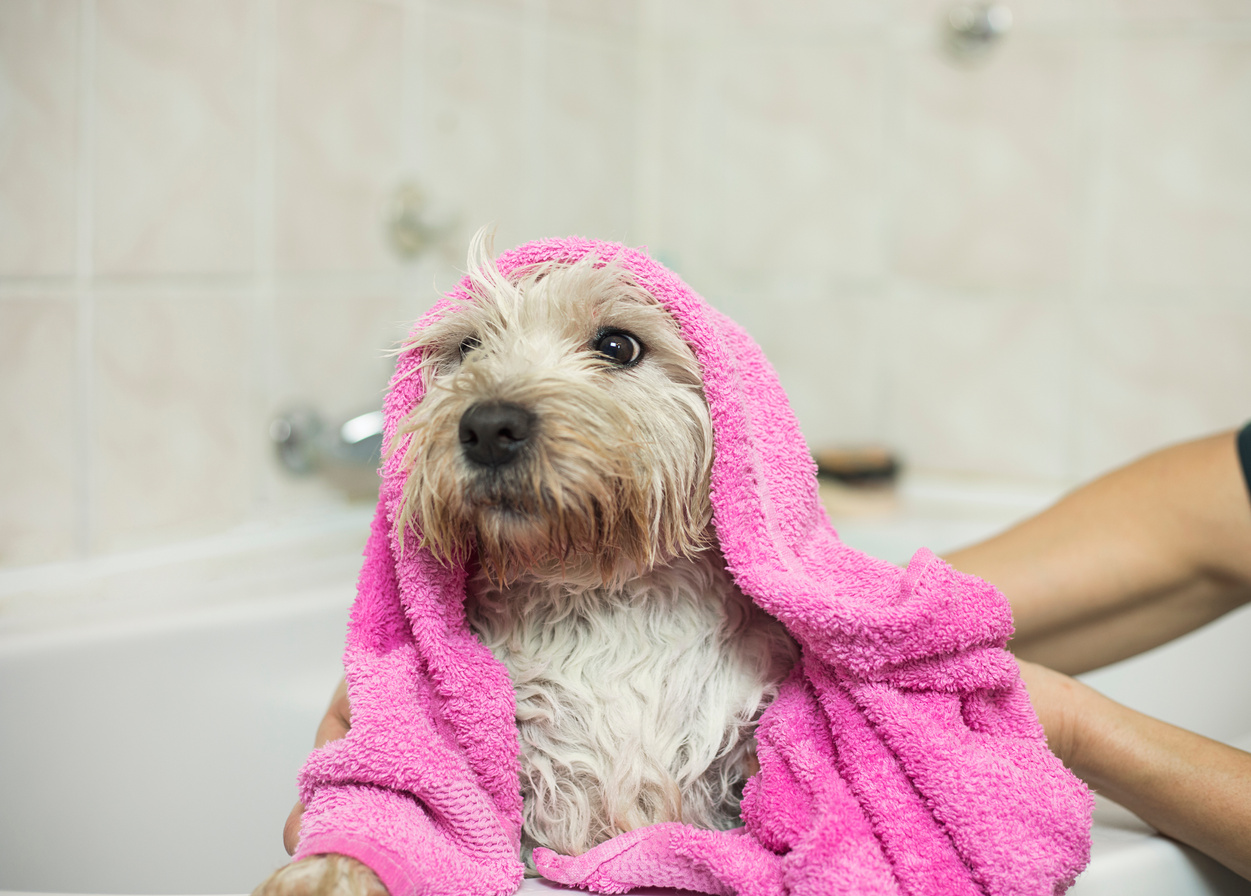 Dog bath