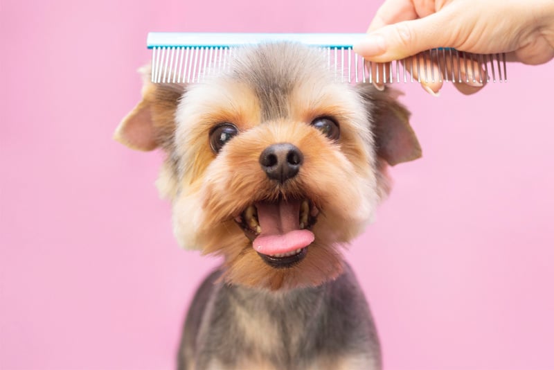 Dog gets hair cut at Pet Spa Grooming Salon. Closeup of Dog. the dog has a haircut. comb the hair. pink background. groomer concept.