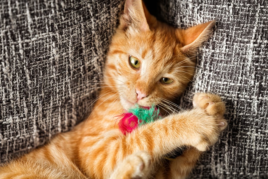 cat playing with a toy