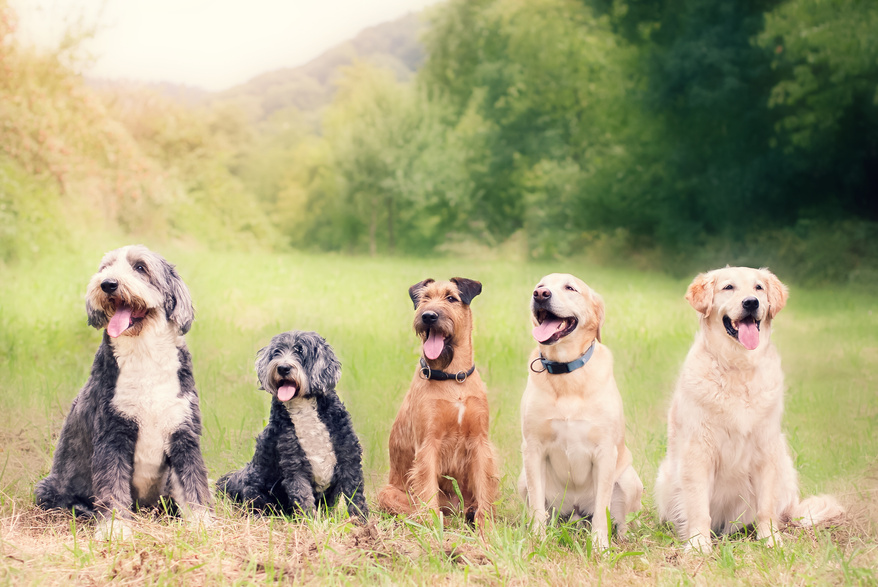 Happy Dogs at Dog School